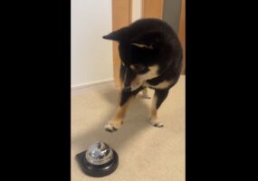 ベルにあとちょっと届いていないね～。柴犬は自分の足の長さを分かっていないみたいと話題に「空振りあんよがかわいすぎ」