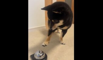 ベルにあとちょっと届いていないね～。柴犬は自分の足の長さを分かっていないみたいと話題に「空振りあんよがかわいすぎ」