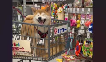 愛犬の誕生日に財布の紐が緩むのも仕方ない?オモチャ売り場でニコニコの柴犬が話題に「ものすごいニコニコ」