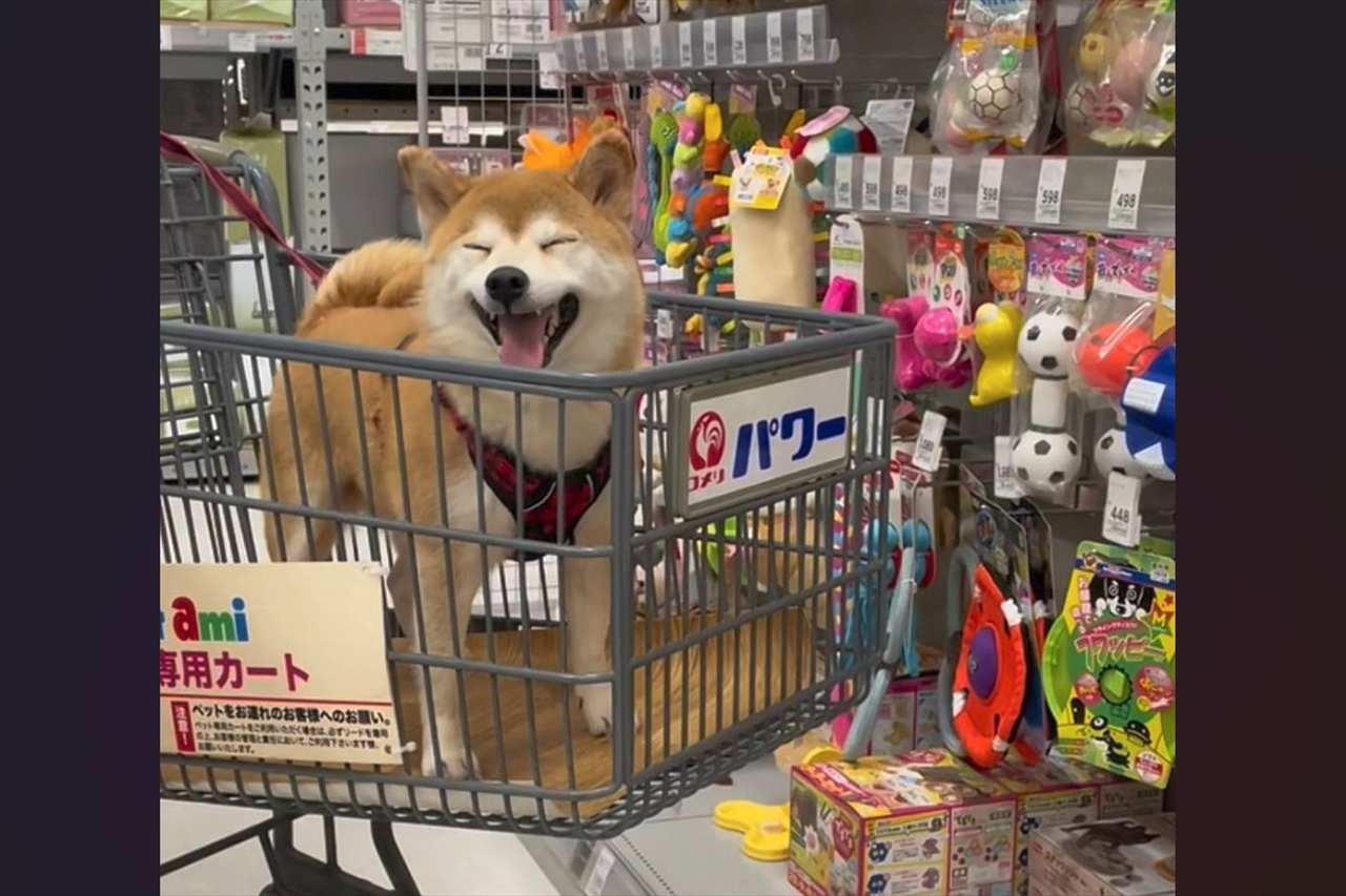 愛犬の誕生日に財布の紐が緩むのも仕方ない?オモチャ売り場でニコニコの柴犬が話題に「ものすごいニコニコ」