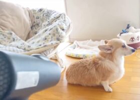 近くからのドライヤーは許さない！お風呂上がりのコーギーが話題に「遠いけど、少しは風とどいてるよね」