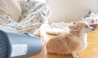 近くからのドライヤーは許さない！お風呂上がりのコーギーが話題に「遠いけど、少しは風とどいてるよね」