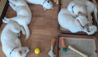 癖が強め！？北海道犬たちのお昼寝姿に反響「みんな個性的でかわいい」「脚を伸ばしてかわいいね」