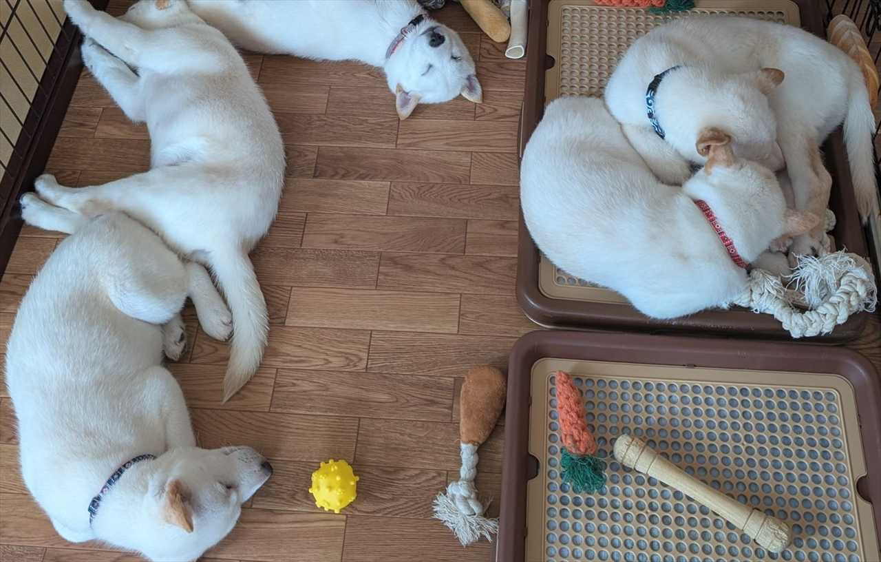 癖が強め!?北海道犬たちのお昼寝姿に反響「みんな個性的でかわいい」「脚を伸ばしてかわいいね」