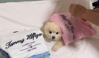 愛犬が移動してくれなかったので・・。体の上で洗濯物が畳まれているポメラニアンが話題に「畳んだ洗濯物ポンポンから犬ポンポンの流れ」