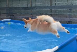 コーギーがプールにダイブ！その瞬間を捉えた写真が話題に「想像以上に飛んでる！」「いい構図ですね」