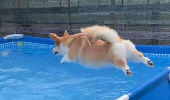 コーギーがプールにダイブ！その瞬間を捉えた写真が話題に「想像以上に飛んでる！」「いい構図ですね」