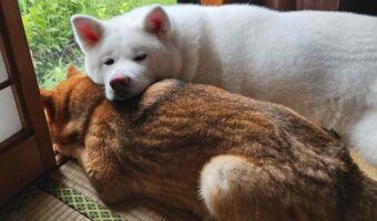一緒にくつろぐ姿にほっこり！柴犬を枕にする秋田犬に「幸せそうな表情」「下の子が一瞬デカイネコに見えました」