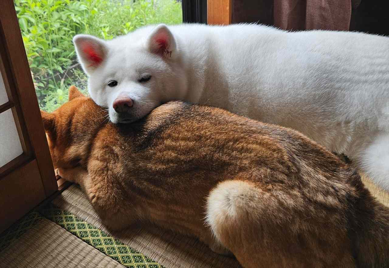 一緒にくつろぐ姿にほっこり!柴犬を枕にする秋田犬に「幸せそうな表情」「下の子が一瞬デカイネコに見えました」