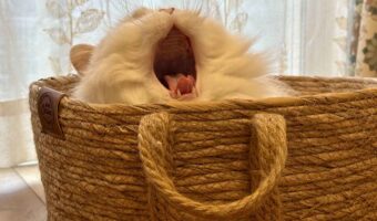 ネコが大きなあくび！その瞬間をとらえた写真が話題に「めちゃくちゃかわいい」