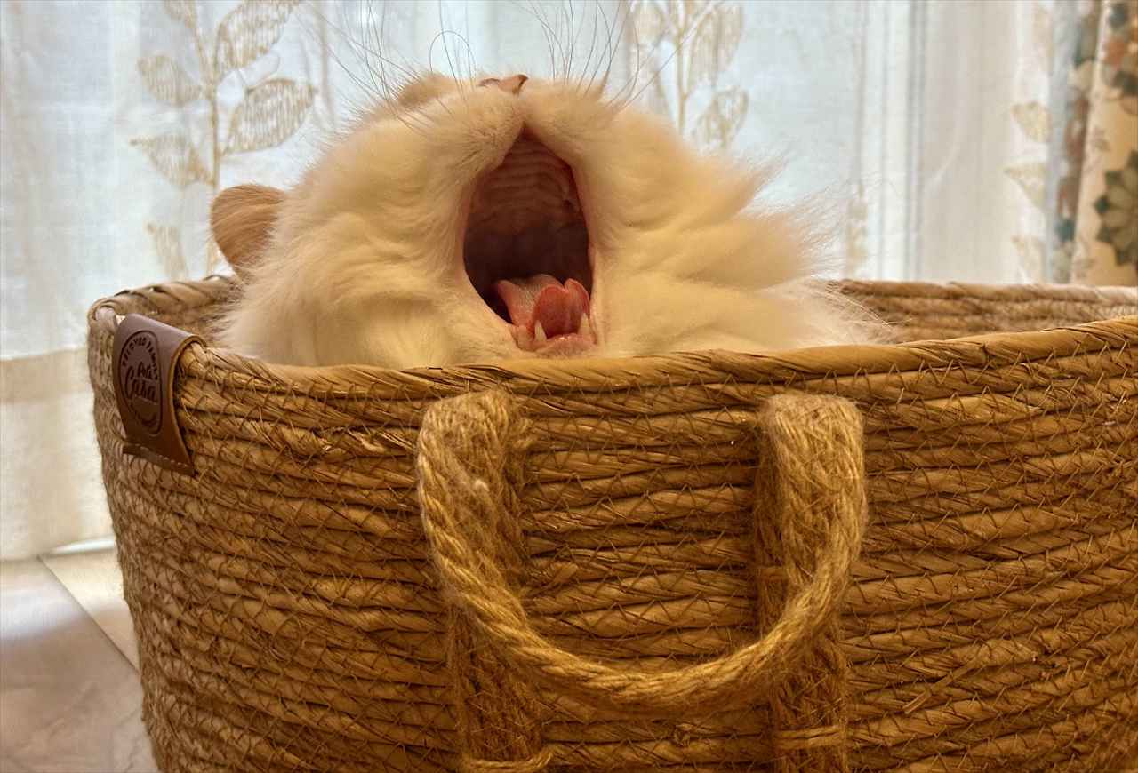 ネコが大きなあくび!その瞬間をとらえた写真が話題に「めちゃくちゃかわいい」