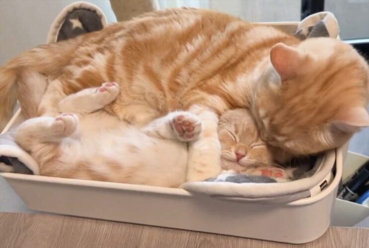 ぎゅ～っとしてもらっている子猫。幸せそうでかわいすぎるその姿に「尊すぎて癒されます」「幸せすぎる景色」