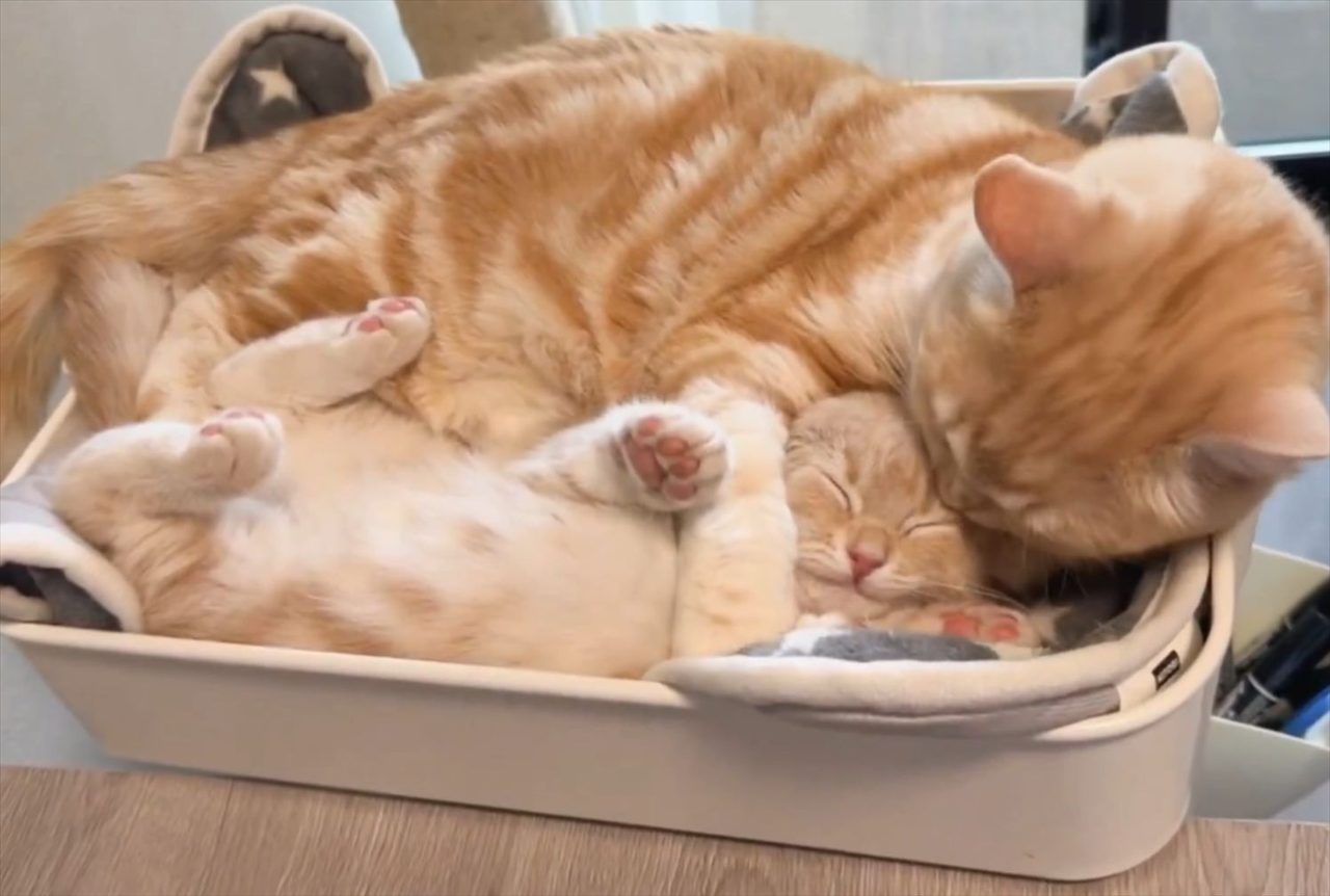 ぎゅ~っとしてもらっている子猫。幸せそうでかわいすぎるその姿に「尊すぎて癒されます」「幸せすぎる景色」