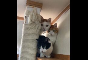 身を潜めるネコたち。爪切りに警戒する姿に反響「みんな警戒してる」「手が届きにくいであろう場所に避難中」