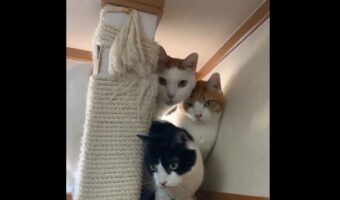 身を潜めるネコたち。爪切りに警戒する姿に反響「みんな警戒してる」「手が届きにくいであろう場所に避難中」