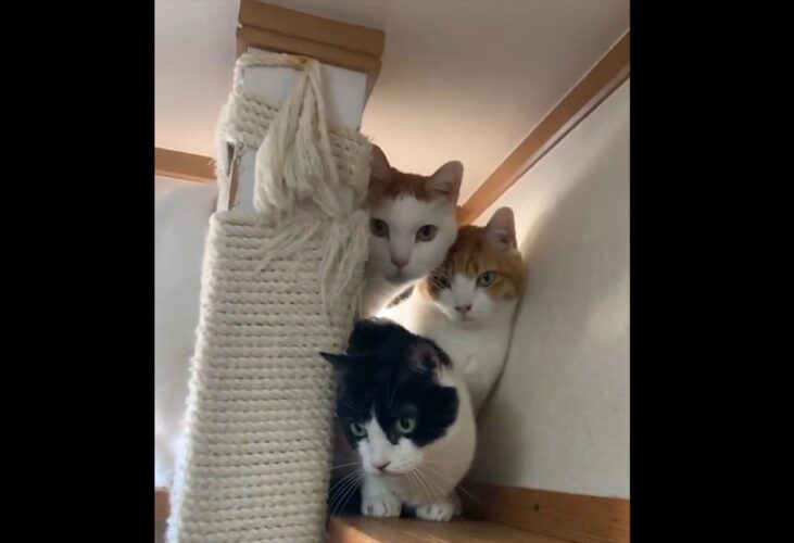 身を潜めるネコたち。爪切りに警戒する姿に反響「みんな警戒してる」「手が届きにくいであろう場所に避難中」