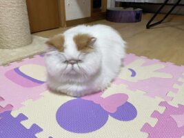 まだ2歳だけど・・。ネコにお爺のポテンシャルがありすぎると話題に「先生って言ってしまうオーラが漂い過ぎ」