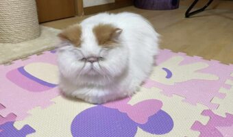 まだ2歳だけど・・。ネコにお爺のポテンシャルがありすぎると話題に「先生って言ってしまうオーラが漂い過ぎ」