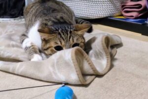 毛布に隠れてるつもり?猫じゃらしに飛びかかるネコの前後に動きが話題に「ちゃんと隠れ直すのかわいすぎ」