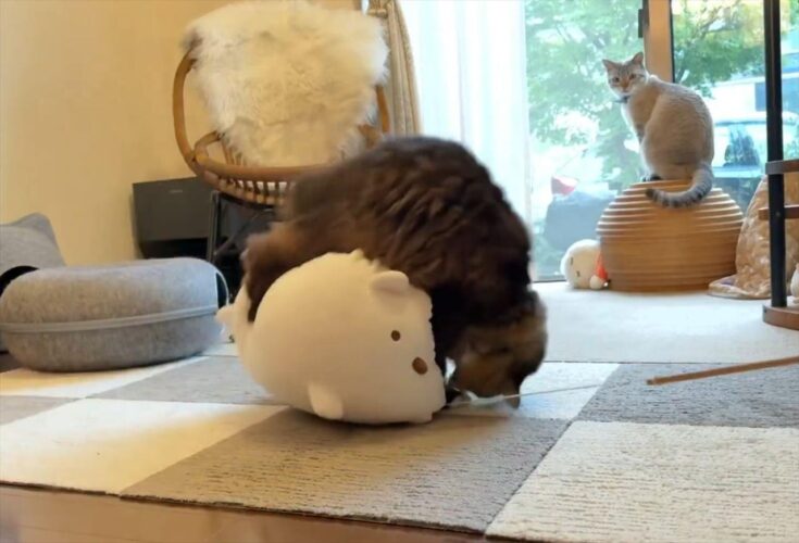 見事なでんぐり返しを披露したネコに反響「上手～上手～元気ハツラツ～」「拍手喝采もの」