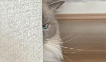 壁越しに睨みつけてくるネコ。飼い主さんが仕事に行くのを察知した時の様子が話題に「これはおこってますね」「あらら〜怖いけどかわいい」