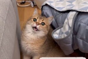 オモチャを目の前で高速で動かしたら・・。口を開いてぽかーんとするネコがかわいすぎる「ワチャワチャ顔がかわいすぎる」「どのシーンで止めてもかわいいお口」