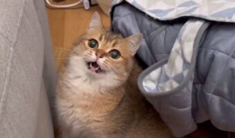 オモチャを目の前で高速で動かしたら・・。口を開いてぽかーんとするネコがかわいすぎる「ワチャワチャ顔がかわいすぎる」「どのシーンで止めてもかわいいお口」