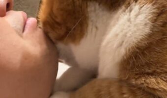 猫吸いさせてもらおうと思ったら・・、逆にネコに吸われることに!?衝撃の展開が話題に「待ってたんでしょうね」「パパを吸わないと元気出ないよね!」