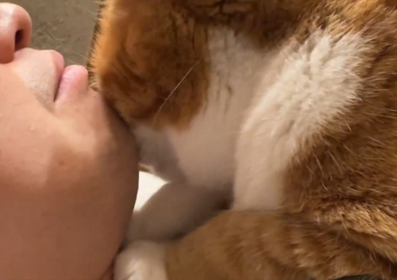 猫吸いさせてもらおうと思ったら・・、逆にネコに吸われることに!?衝撃の展開が話題に「待ってたんでしょうね」「パパを吸わないと元気出ないよね!」