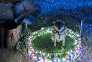 ネモフィラのライトアップで愛犬のかわいい写真が撮れたと思ったら・・「闇堕ちしてます」「召喚されてますね」