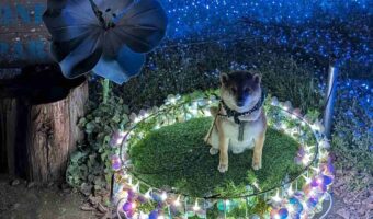 ネモフィラのライトアップで愛犬のかわいい写真が撮れたと思ったら・・「闇堕ちしてます」「召喚されてますね」