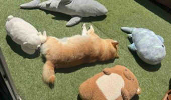 真ん中にいるのはお昼寝中の柴犬？ぬいぐるみを干している光景が話題に「ぬいぐるみが・・・5つ？」「真ん中のぬいぐるみが最高」