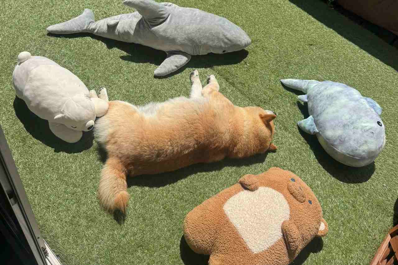 真ん中にいるのはお昼寝中の柴犬?ぬいぐるみを干している光景が話題に「ぬいぐるみが・・・5つ?」「真ん中のぬいぐるみが最高」