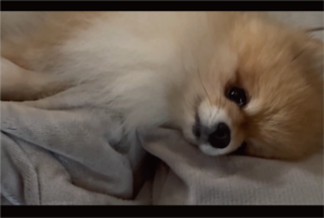 愛犬と迎える朝がうらやましすぎる！目を覚ましたらポメラニアンが目の前にいる光景に「幸せの極みですね～」「天使がいる！」