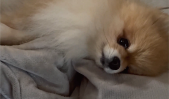愛犬と迎える朝がうらやましすぎる！目を覚ましたらポメラニアンが目の前にいる光景に「幸せの極みですね～」「天使がいる！」