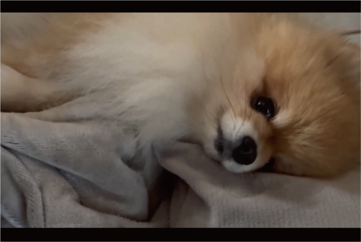 愛犬と迎える朝がうらやましすぎる！目を覚ましたらポメラニアンが目の前にいる光景に「幸せの極みですね～」「天使がいる！」