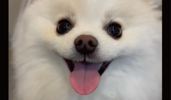 目が合うとにぱ～っ！にっこりと満面の笑顔を向けてくれるポメラニアンが話題に「かわいくて癒されます」「みんなをその笑顔で幸せにするね！」