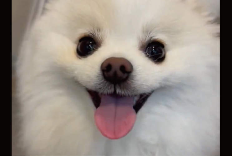 目が合うとにぱ～っ！にっこりと満面の笑顔を向けてくれるポメラニアンが話題に「かわいくて癒されます」「みんなをその笑顔で幸せにするね！」