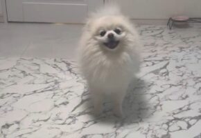 ポメラニアン大喜び！飼い主さんの「ある言葉」へのリアクションに反響「笑顔が眩しい」「行きますがな！ダッシュ！」