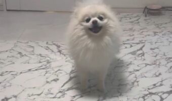 ポメラニアン大喜び!飼い主さんの「ある言葉」へのリアクションに反響「笑顔が眩しい」「行きますがな!ダッシュ!」
