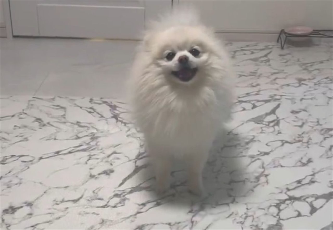 ポメラニアン大喜び!飼い主さんの「ある言葉」へのリアクションに反響「笑顔が眩しい」「行きますがな!ダッシュ!」