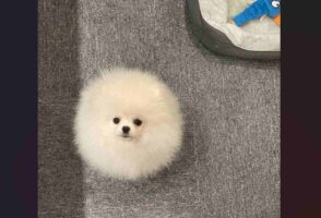 『毛球』のようなふわふわのポメラニアンが話題に「毛玉の妖精ですね」「毛並みと耳の隠れ具合が完璧すぎる」