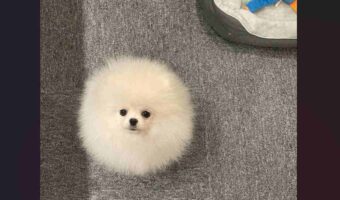 『毛球』のようなふわふわのポメラニアンが話題に「毛玉の妖精ですね」「毛並みと耳の隠れ具合が完璧すぎる」