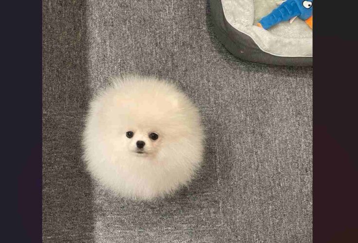 『毛球』のようなふわふわのポメラニアンが話題に「毛玉の妖精ですね」「毛並みと耳の隠れ具合が完璧すぎる」