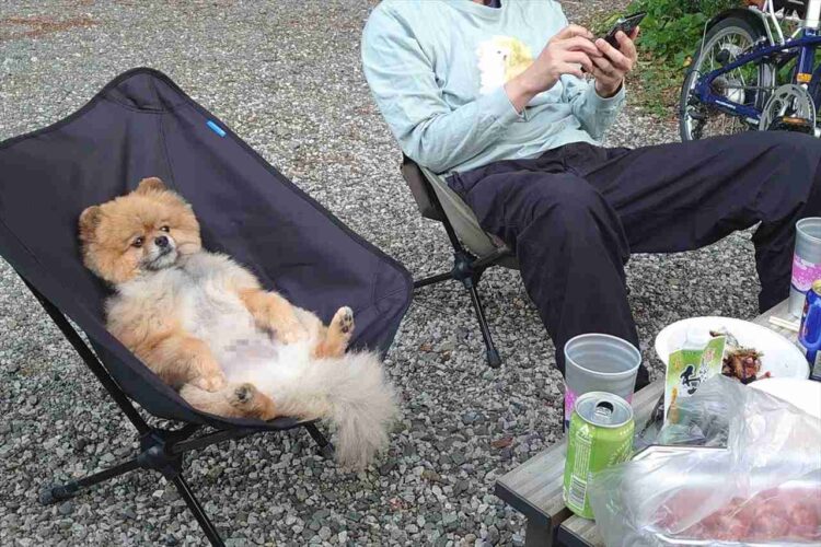 「庭でバーベキューをしました」その日、メンバーとして自然に参加していたポメラニアンの姿が話題に