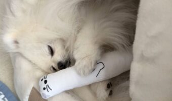 オコジョのぬいぐるみと一緒に寝ているポメラニアンがかわいすぎる「すごくいい角度のかわいらしい一枚」