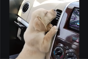 エアコン最高！吹き出し口に張りつく子犬。止められたら・・あどけない声で鳴いて抗議！！【海外・動画】