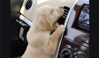 エアコン最高！吹き出し口に張りつく子犬。止められたら・・あどけない声で鳴いて抗議！！【海外・動画】