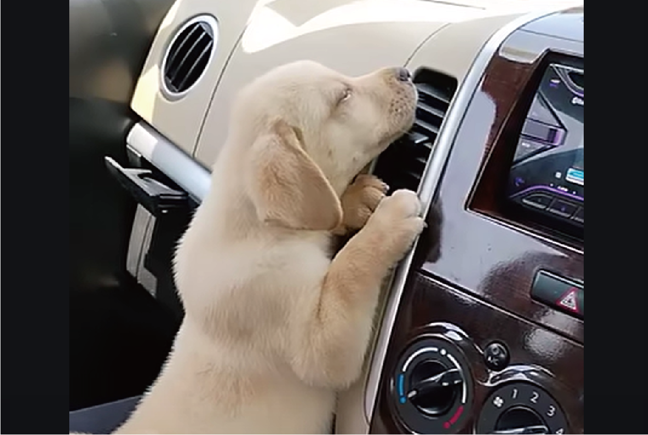 エアコン最高!吹き出し口に張りつく子犬。止められたら・・あどけない声で鳴いて抗議!!【海外・動画】