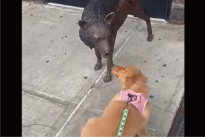 「一緒に遊ぼうよ！」子犬が遊んでアピールしているけれど・・そのオオカミは動かないよ！！【アメリカ・動画】